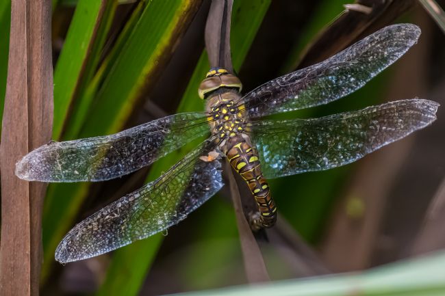 Mike Carroll | Migrant Hawker Dragonfly (Female)