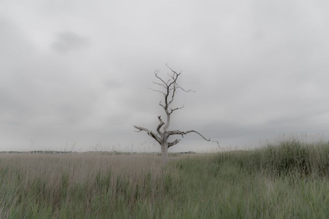 Mike Carroll | Iken Tree