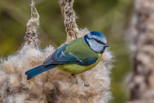 Mike Carroll | Bluetit on Bullrush