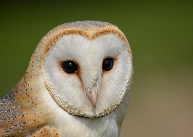 Mike Carroll | Barn Owl