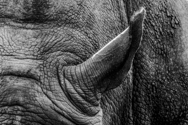 Mike Carroll | Ear ear