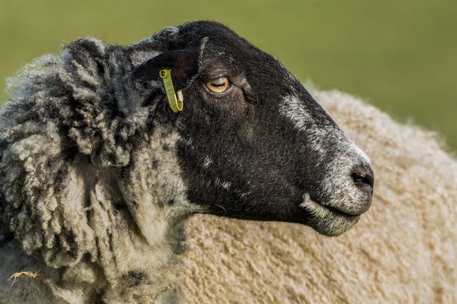 Mike Carroll | Can Ewe see Me