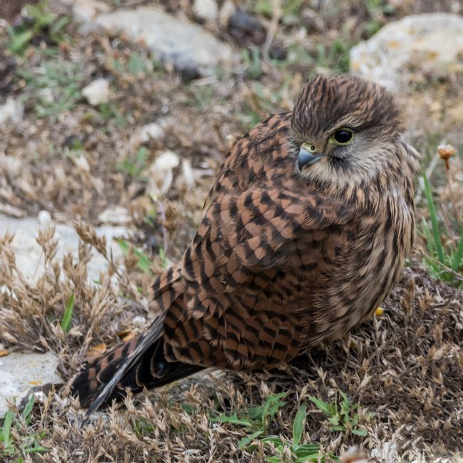 Mike Carroll | Juvenile Kestrel