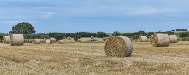 Mike Carroll | After the harvest