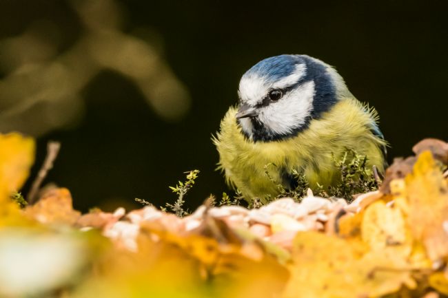 Mike Carroll | Fluffy Blue Tit