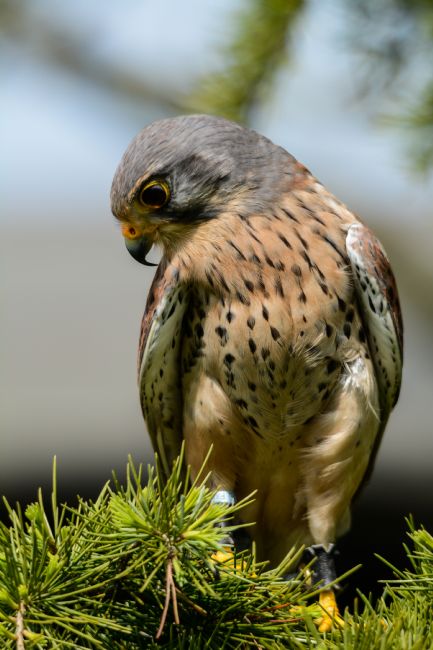 Mike Carroll | Male Common Kestrel