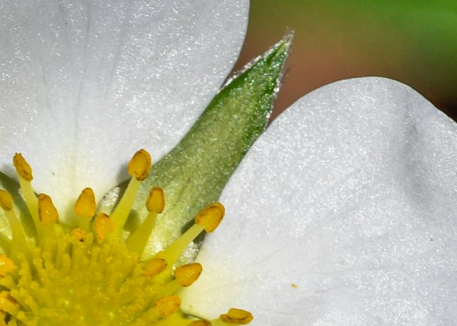 Mike Carroll | Strawberry Flower Macro