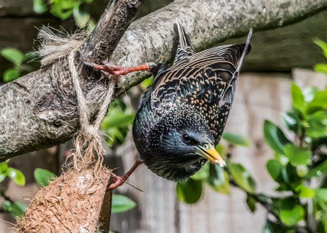 Mike Carroll | Iridescent Starling