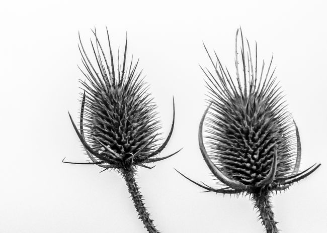 Mike Carroll | Minimalist Mono Teasels