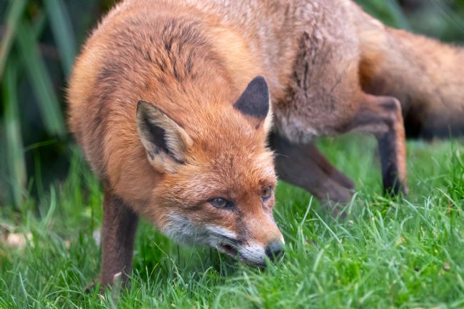 Mike Carroll | Red Fox - 1