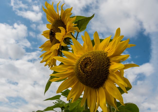 Mike Carroll | Sunflower Time