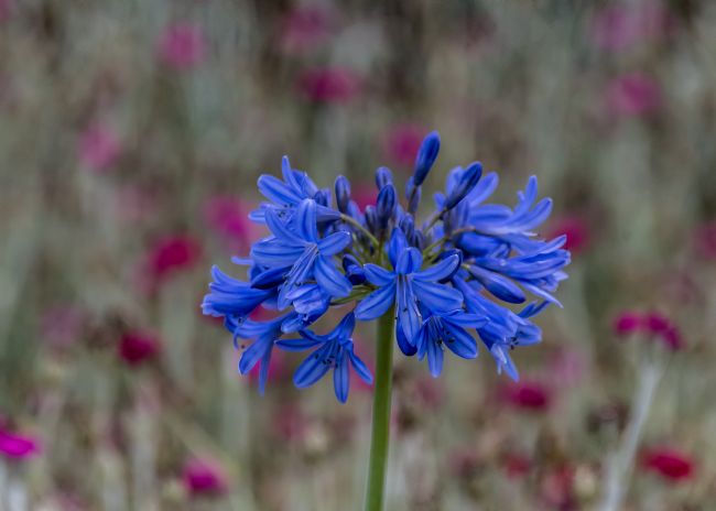 Mike Carroll | Agapanthus