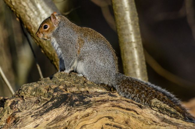 Mike Carroll | Grey squirrel in winter
