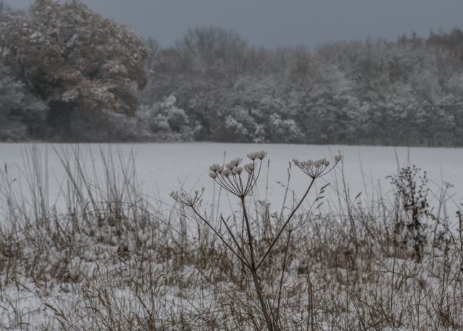 Mike Carroll | Winter Seed Heads