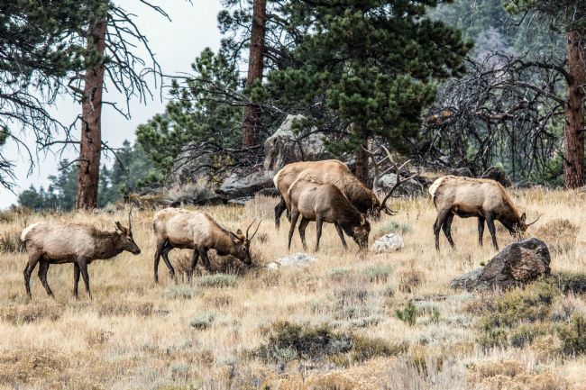 Mike Carroll | Elk Migration