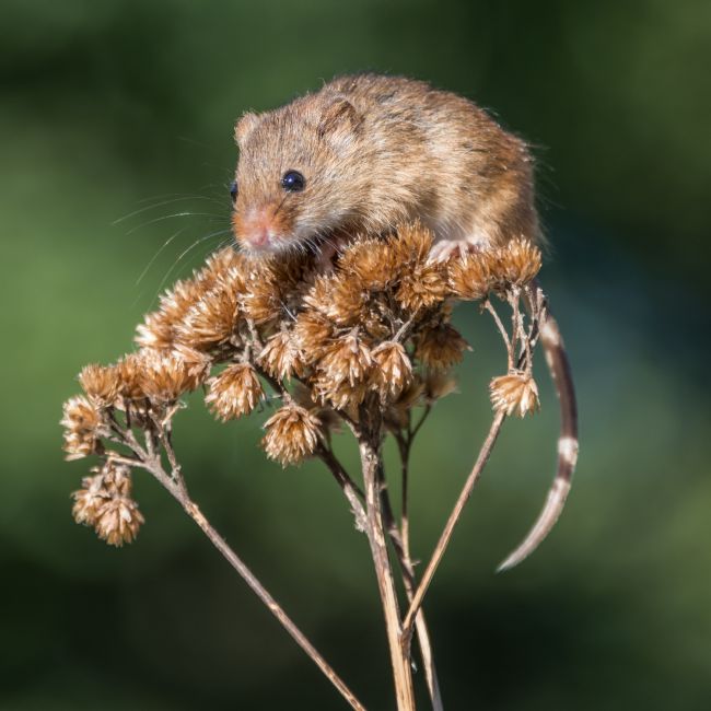 Mike Carroll | Harvest Mouse 2
