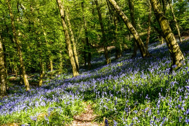 Mike Carroll | Bluebell time