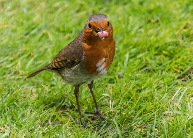 Mike Carroll | Hungry Robin (2)