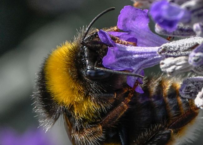 Mike Carroll | Bumble Bee Macro (2)