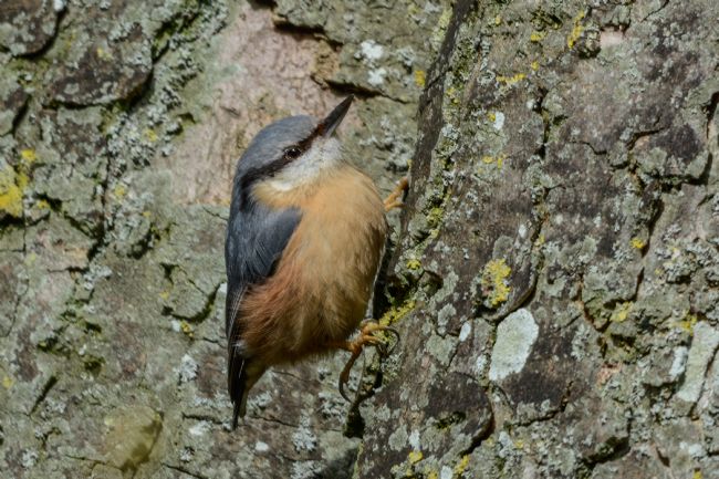 Mike Carroll | Nuthatch