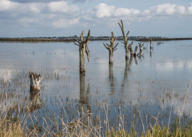 Mike Carroll | Fossilised Oak Trees (1)