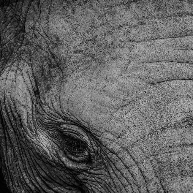Mike Carroll | Elephants eye