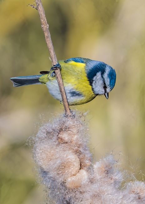 Mike Carroll | Spring time Blue Tit