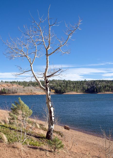 Mike Carroll | Lone Aspen