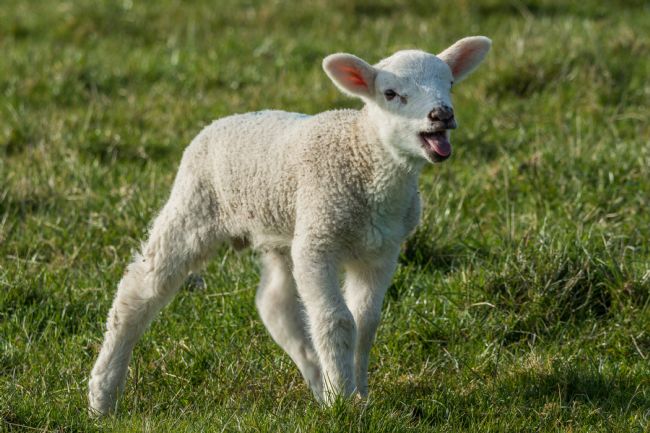 Mike Carroll | Where are you mum