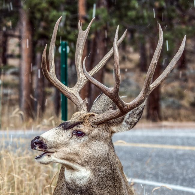 Mike Carroll | Mule Deer in snow