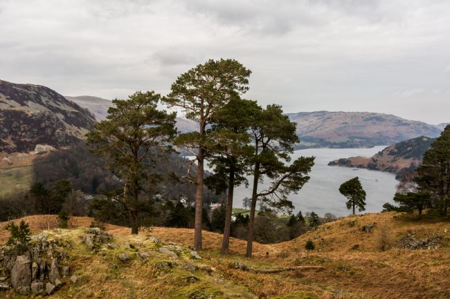 Mike Carroll | The Four Pines