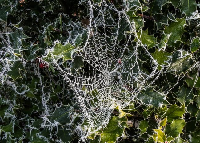 Mike Carroll | Icy Spiders Web