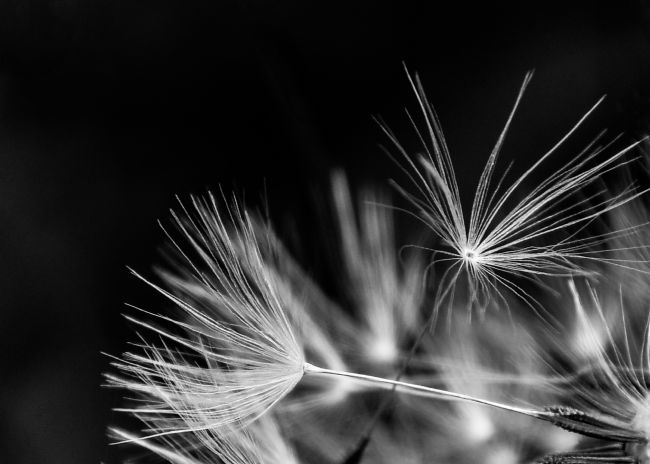 Mike Carroll | Dandelion seeds black and white