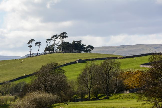Mike Carroll | Wensleydale copse