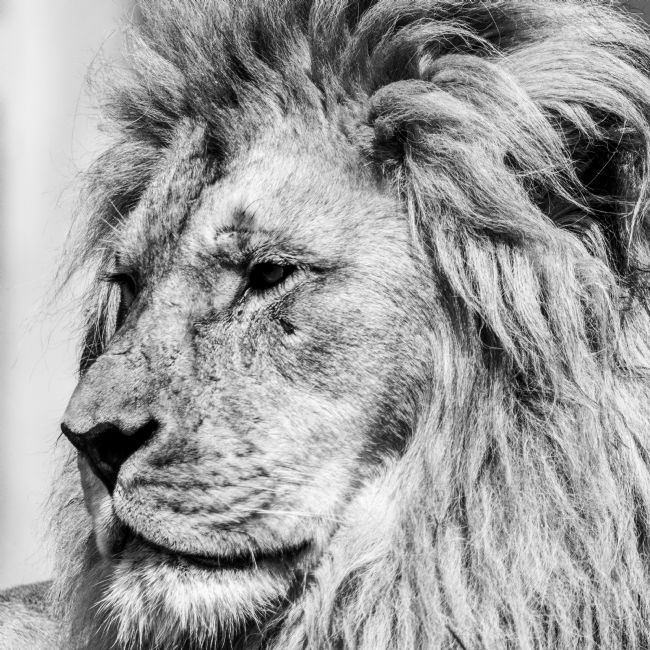 Mike Carroll | King of the Jungle