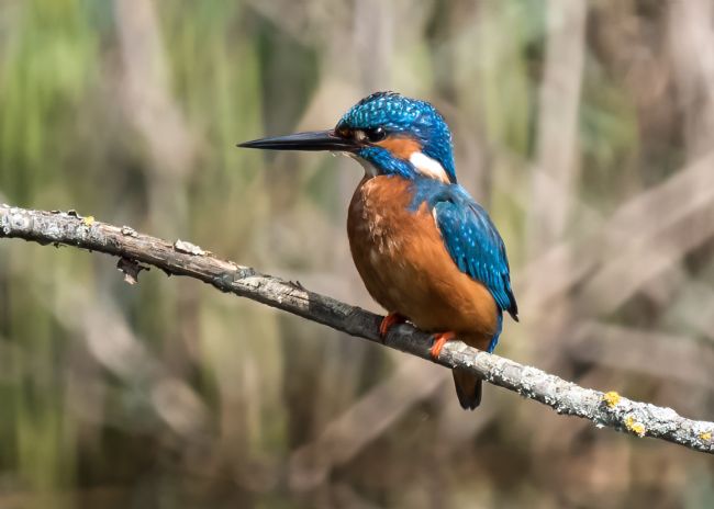 Mike Carroll | Male Kingfisher