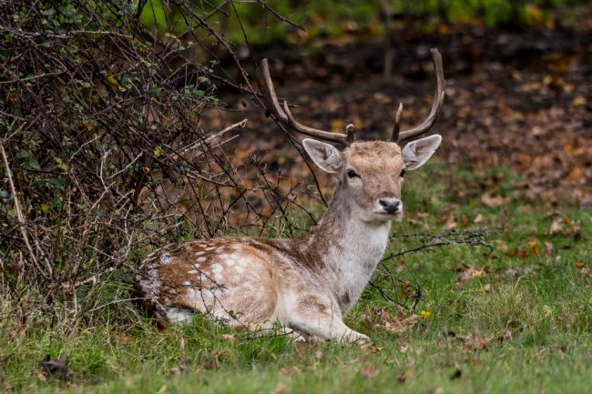 Mike Carroll | Stag in the Grass