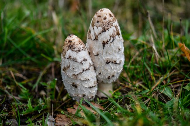Mike Carroll | Shaggy Inkcap Mushroom