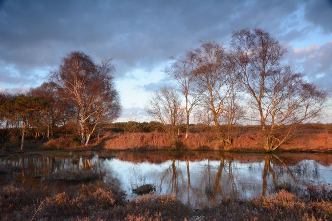 Mike Carroll | New Forest Sunset