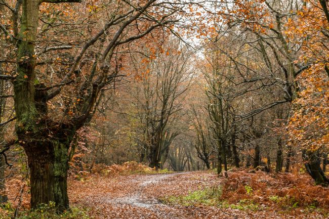Mike Carroll | Autumn forest walk (2)
