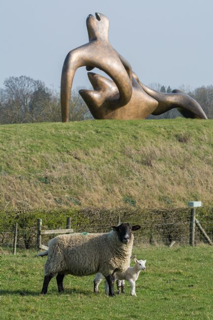 Mike Carroll | Sheep in the landscape