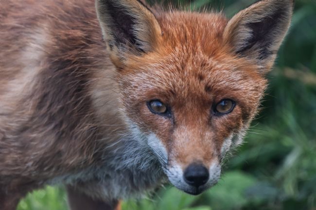 Mike Carroll | Red Fox