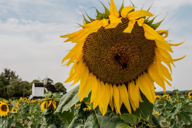 Mike Carroll | Sunflower at Cromer Windmill