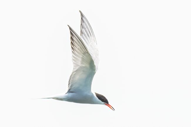 Mike Carroll | Common Tern 2