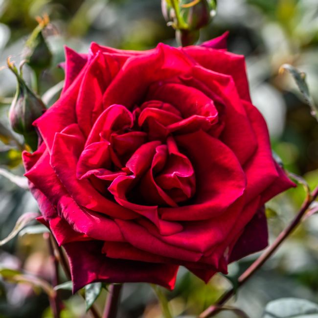 Mike Carroll | Red Rose