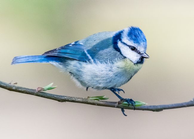 Mike Carroll | Blue Tit on the march