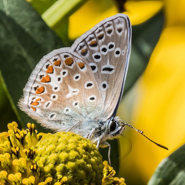 Mike Carroll | Common Blue Butterfly (1)