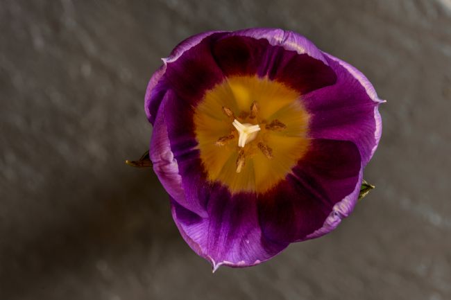 Mike Carroll | Inside the Tulip