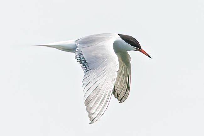 Mike Carroll | Common Tern 3