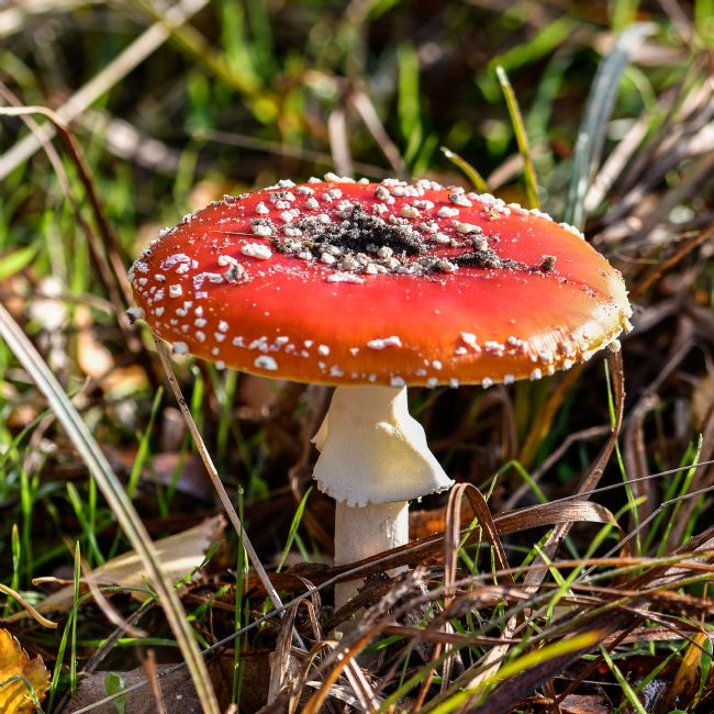 Mike Carroll | Fly Agaric